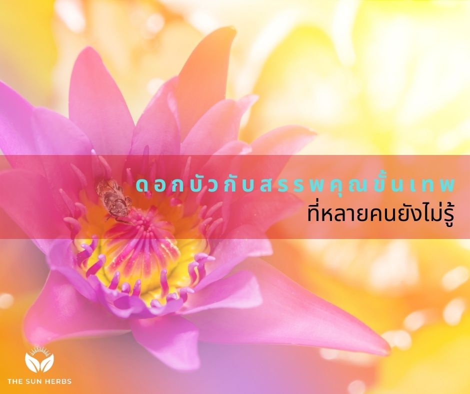 สรรพคุณดอกบัว